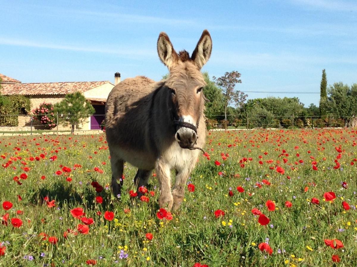 Ferme Para Lou Sainte-Croix-de-Verdon Dış mekan fotoğraf